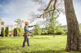 Best Tree Disease Treatment  in Halfway, MD