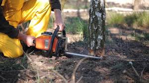 Best Tree and Shrub Care  in Halfway, MD