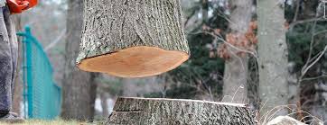 Best Emergency Tree Removal  in Halfway, MD