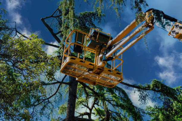 Best Emergency Tree Removal  in Halfway, MD