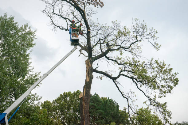 How Our Tree Care Process Works  in  Halfway, MD