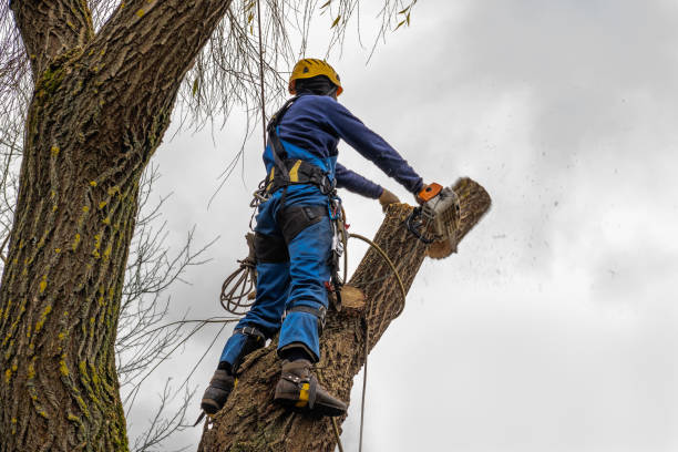 Best Hazardous Tree Removal  in Halfway, MD