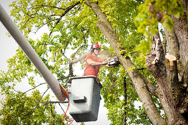 Best Tree Mulching  in Halfway, MD