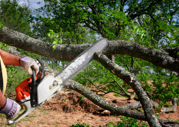 Best Lawn Maintenance Plans  in Halfway, MD