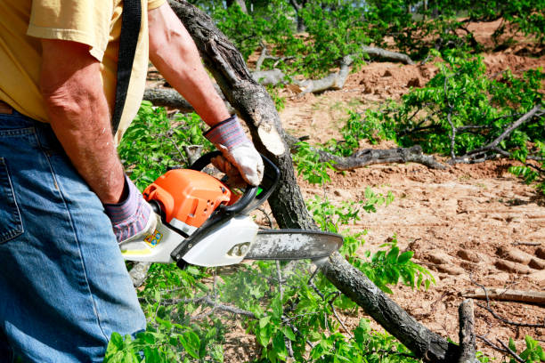 Best Lawn Grading and Leveling  in Halfway, MD