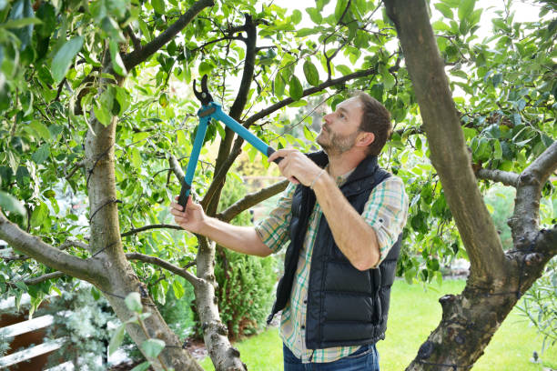 Trusted Halfway, MD Tree Removal Experts
